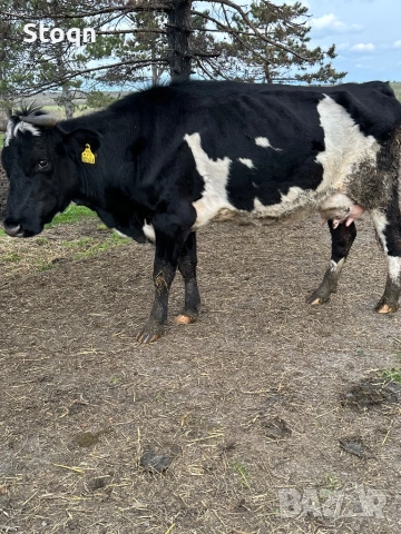 Продавам 10 Дойни Крави, снимка 2 - Крави - 54166571