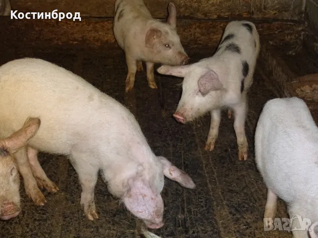 СВИНЕ МАЙКИ И прасета. ЛИКВИДАЦИЯ, снимка 4 - Прасета - 48062133