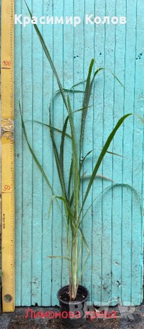 Подправки, билки, лечебни, екзотични растения, снимка 8 - Градински цветя и растения - 42253505