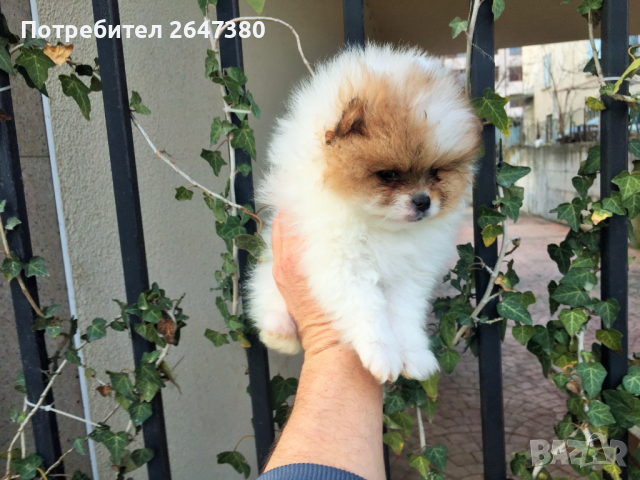 Померан , снимка 5 - Померан - 44736353