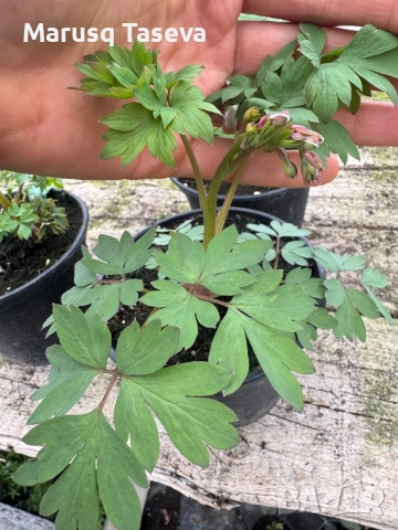 Дамско сърце , снимка 4 - Градински цветя и растения - 54119437