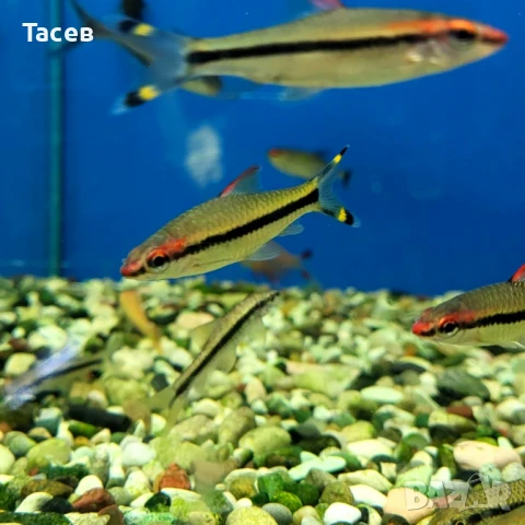 Денисони 5см