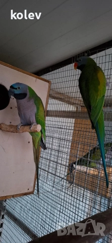Папагали Китайски Александър/ двойка, снимка 8 - Папагали - 52930682