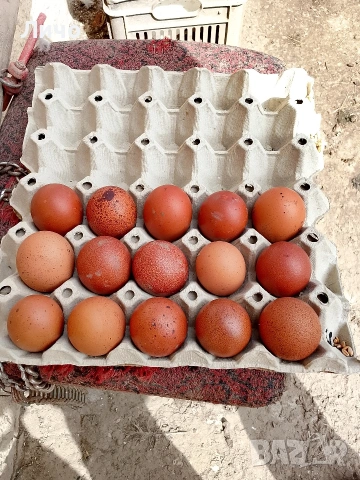 кокошки черен меден маран , снимка 6 - Кокошки и пуйки - 54310700