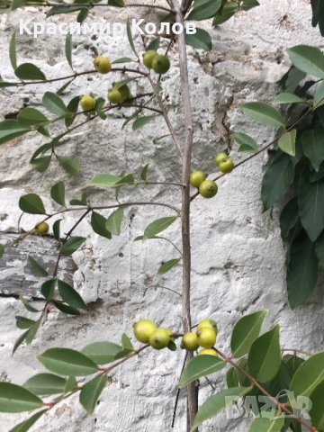 Лимонова гуава, Yellow strawberry guava,семена, снимка 4 - Градински цветя и растения - 34924204