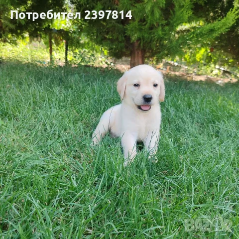 Лабрадор ретривър , снимка 3 - Лабрадор ретривър - 55743243