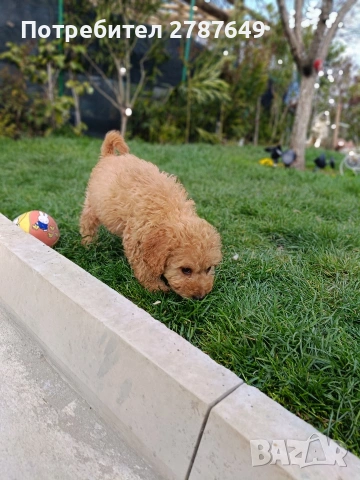 Кавапу, снимка 5 - Пудели - 53989489