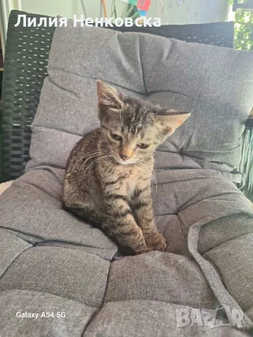 Подаряват се две котенца