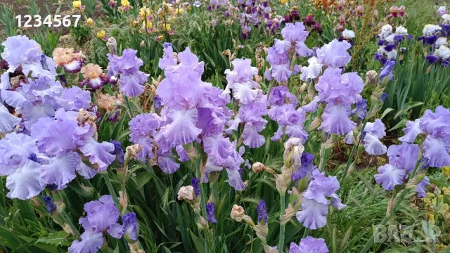 Сортови ириси високи брадати ириси Ризоми, снимка 11 - Градински цветя и растения - 50398180