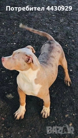 American Bully XL, снимка 6 - Други - 53135049