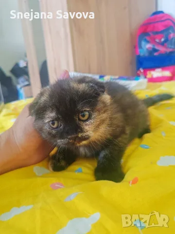 Прекрасни Шотландски Клепоухи котенца (Scottish Fold), снимка 16 - Други - 56071434