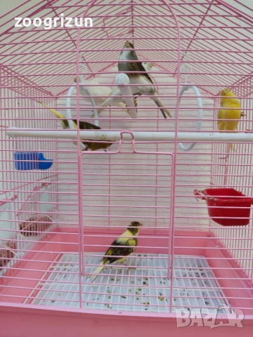 Канарчета две женски едно мъжко, снимка 5 - Канари - 53958320