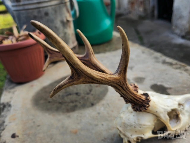 Трофей от сръндак , снимка 6 - Други - 54312628