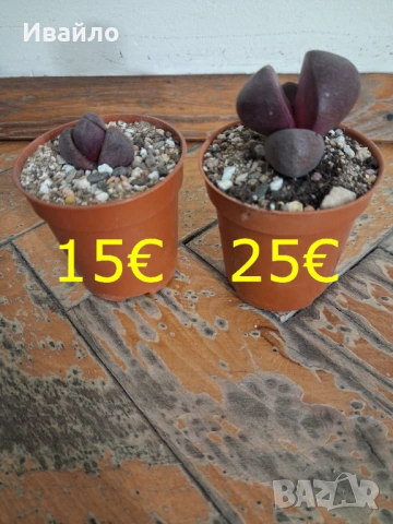 Живи камъчета - Lithops, снимка 8 - Градински цветя и растения - 33193359