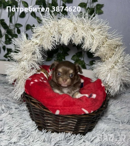 чихуахуа момченца, снимка 8 - Чихуахуа - 52675923