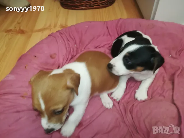 ПРОДАВАМЕ КУЧЕНЦА ДЖАК РЪСЕЛ-УНИКАЛНИ СЛАДУРИ 2701250647, снимка 8 - Джак ръсел териер - 48842521