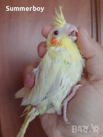 Женски Бебе папагал корела корели , снимка 1