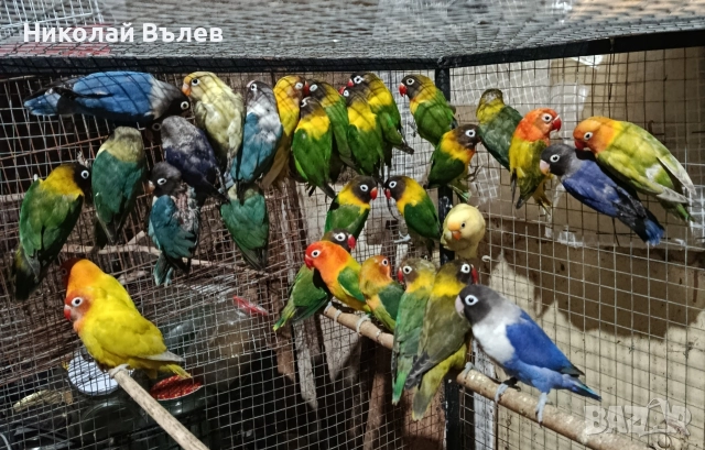 Неразделки , снимка 2 - Папагали - 52822989
