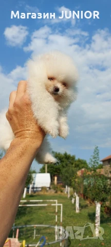 мини момиче, снимка 2 - Померан - 50934139