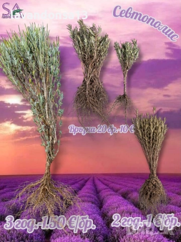  Мурсалски Чай – Разсад на Гол Корен | Планинска Билка, снимка 8 - Градински цветя и растения - 47333197