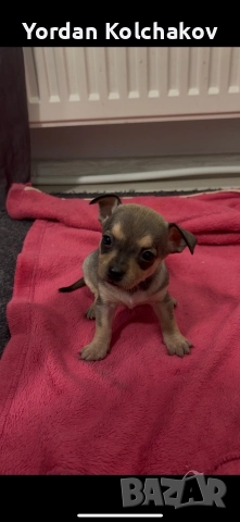 Чиху-пинчери , снимка 2 - Пинчер - 52927862