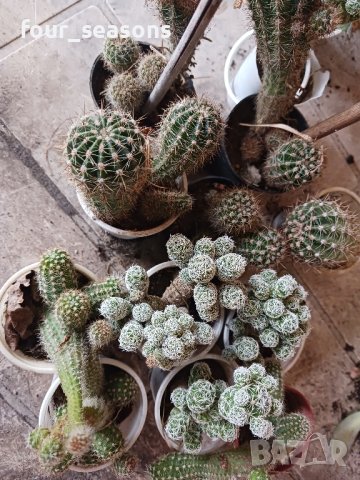 кактуси сукуленти, снимка 2 - Градински цветя и растения - 44470790
