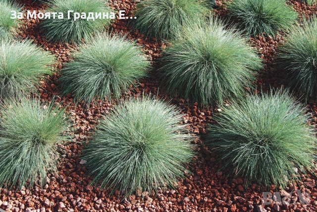Фестука - Синя трева , снимка 3 - Градински цветя и растения - 54020253