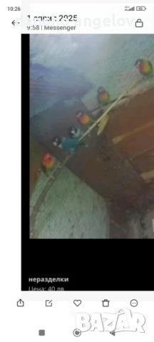 Продавам папагали , снимка 2 - Папагали - 54304801