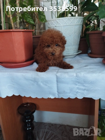 Той Пудел., снимка 6 - Пудели - 53365753