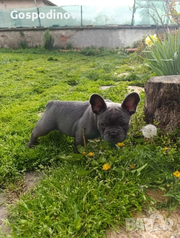 Френски булдог чистокръвен, снимка 2 - Френски булдог - 51358129