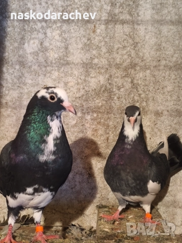 Гълъби на въртене - преметачи различни цветове, т.нар. поморийски ролери , снимка 7 - Гълъби - 52409994