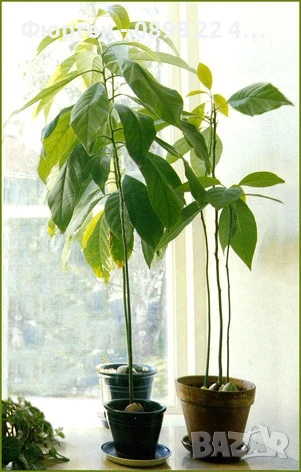 Авокадо, снимка 3 - Разсади - 51109070