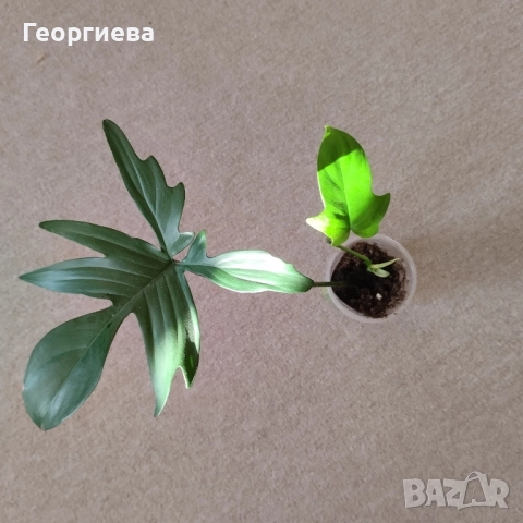 сингониум, филодендрон, сциндапсус , снимка 7 - Стайни растения - 51061139