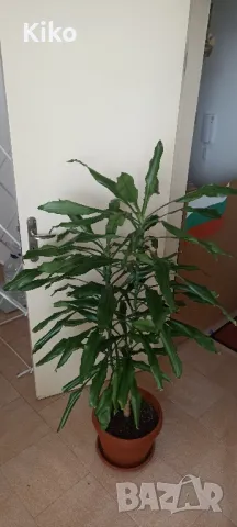 Палма Драцена - 170 см , снимка 4 - Стайни растения - 49345227