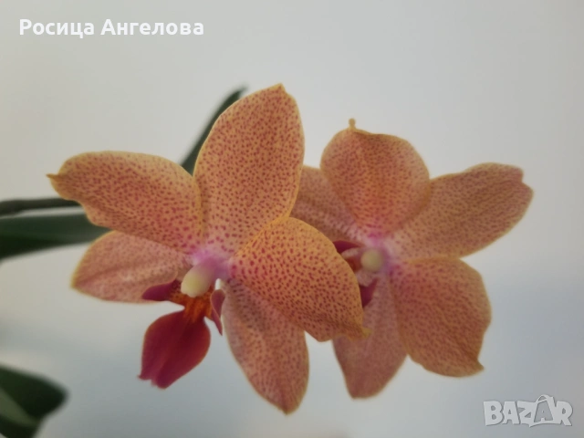 Орхидея sunset love