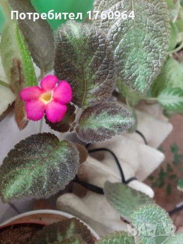 Червена Еписция,, снимка 9 - Стайни растения - 28274406