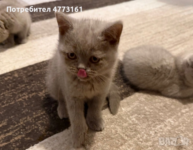 Британски Късокосмести котенца, снимка 6 - Британска късокосместа - 53928037