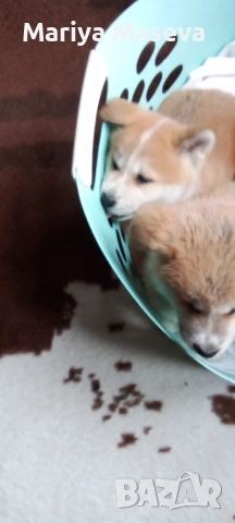 Кученца Акита