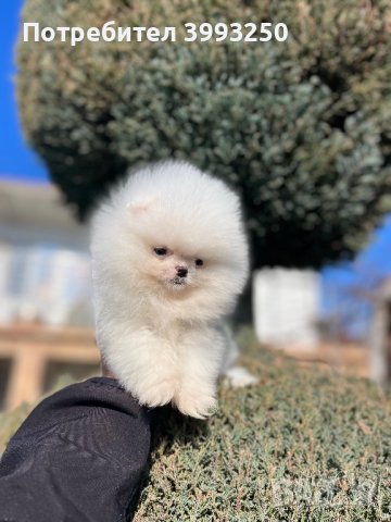 Мини мини Померан, снимка 5 - Померан - 44304488