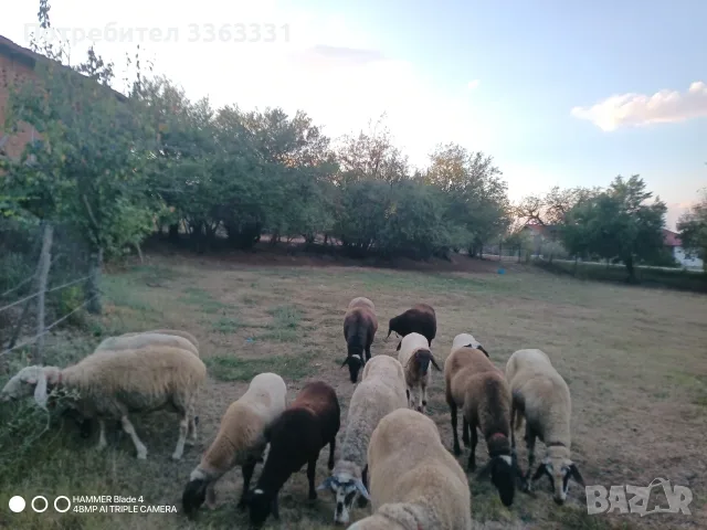 Поземлен имот в с. Горна Росица, снимка 4 - Парцели - 56064361