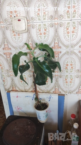 Каланхое дегреминтиана , снимка 2 - Стайни растения - 52000497