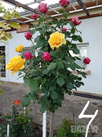 Щамбови рози, цветово разнообразие., снимка 5 - Градински цветя и растения - 44639785