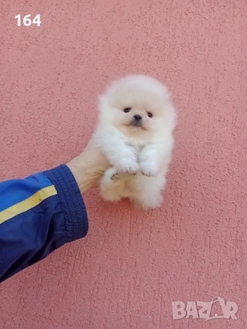 Миниатюрни мини миньони! Померани. Реални снимки! , снимка 9 - Померан - 52716338