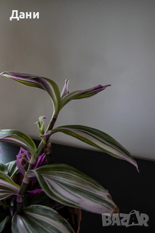 🌸 Tradescantia Nanouk – в момента цъфти - 4+ растения в саксия 🌿, снимка 2 - Стайни растения - 52059874