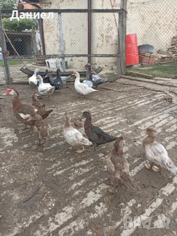 Мускусни патици(Неми), снимка 7 - Други животни - 51877410