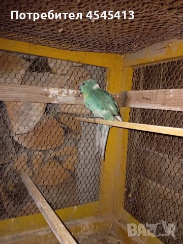 Папагали вълнисти, корели и какарики Смеещи се гугутки, снимка 14 - Папагали - 52896846