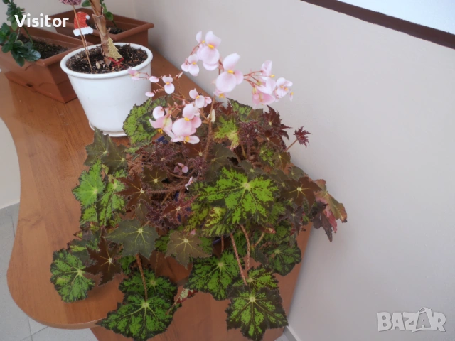 Olympus VR-330  - 14 МРх, снимка 15 - Фотоапарати - 54322140