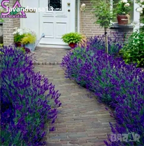 Лавандула в саксии-сортове, снимка 4 - Градински цветя и растения - 47333197