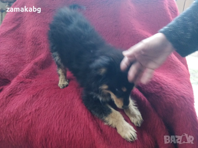 Малка безпомощна сладка душица, спасена от улицата и търси дом, снимка 7 - Други - 54095639