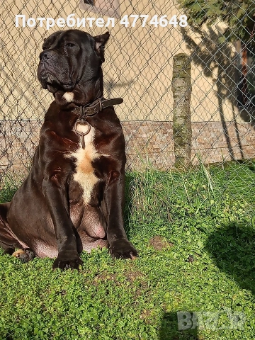 Кане корсо, снимка 14 - Кане корсо - 53966614